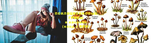 ПСИЛОЦИБИНОВЫЕ ГРИБЫ Арсеньев